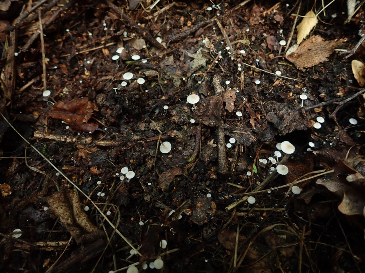 Photo © Penny Cullington Collybia cookei by Penny Cullington